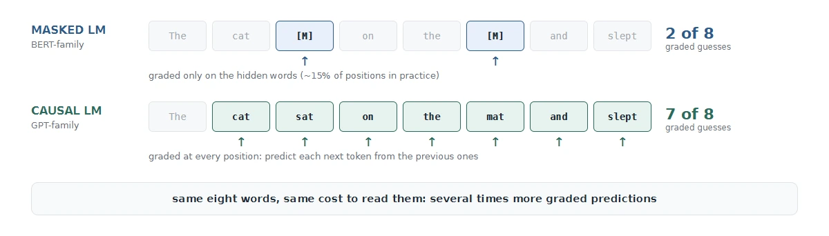 Masked LM trains on ~15% of positions; causal LM trains on essentially all of them